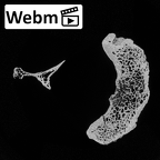 DV13-30 Homo sapiens axis ct stack movie