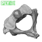 DV13-30 Homo sapiens axis ply