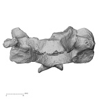 DV13-31 Homo sapiens cervical vertebra third anterior