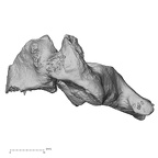 DV13-31 Homo sapiens cervical vertebra third lateral