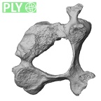 DV13-31 Homo sapiens cervical vertebra third ply