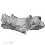 DV13-32 Homo sapiens cervical vertebra fourth anterior