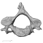 DV13-32 Homo sapiens cervical vertebra fourth inferior