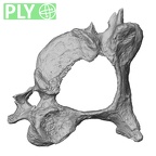 DV13-32 Homo sapiens cervical vertebra fourth ply