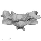 DV13-33 Homo sapiens cervical vertebra fifth anterior