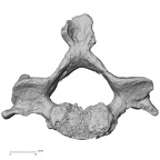 DV13-33 Homo sapiens cervical vertebra fifth inferior