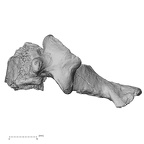 DV13-33 Homo sapiens cervical vertebra fifth lateral