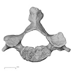 DV13-33 Homo sapiens cervical vertebra fifth superior