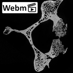 DV13-33 Homo sapiens cervical vertebra fifth ct stack movie