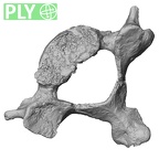 DV13-33 Homo sapiens cervical vertebra fifth ply