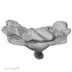 DV13-34 Homo sapiens cervical vertebra sixth anterior