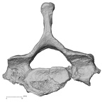 DV13-34 Homo sapiens cervical vertebra sixth inferior