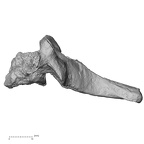 DV13-34 Homo sapiens cervical vertebra sixth lateral