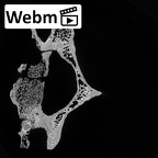 DV13-34 Homo sapiens cervical vertebra sixth ct stack movie