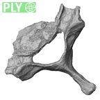 DV13-34 Homo sapiens cervical vertebra sixth ply