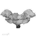 DV13-35 Homo sapiens cervical vertebra seventh anterior
