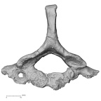 DV13-35 Homo sapiens cervical vertebra seventh inferior