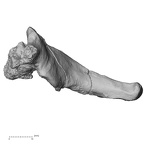 DV13-35 Homo sapiens cervical vertebra seventh lateral