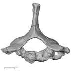 DV13-35 Homo sapiens cervical vertebra seventh superior