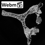 DV13-35 Homo sapiens cervical vertebra seventh ct stack movie