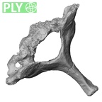 DV13-35 Homo sapiens cervical vertebra seventh ply