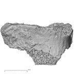 DV13-36 Homo sapiens thoracic vertebra first anterior