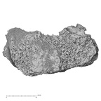 DV13-36 Homo sapiens thoracic vertebra first inferior