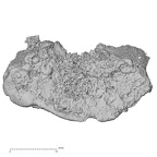 DV13-36 Homo sapiens thoracic vertebra first superior