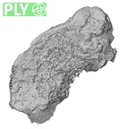 DV13-36 Homo sapiens thoracic vertebra first ply