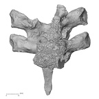 DV13-37 Homo sapiens thoracic vertebra second anterior