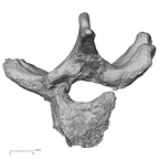 DV13-37 Homo sapiens thoracic vertebra second inferior
