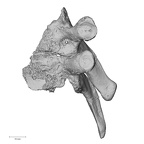 DV13-37 Homo sapiens thoracic vertebra second lateral