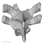 DV13-37 Homo sapiens thoracic vertebra second posterior