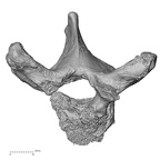 DV13-37 Homo sapiens thoracic vertebra second superior