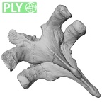 DV13-37 Homo sapiens thoracic vertebra second ply