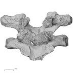 DV13-38 Homo sapiens thoracic vertebra anterior