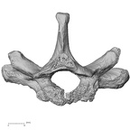 DV13-38 Homo sapiens thoracic vertebra inferior