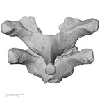 DV13-38 Homo sapiens thoracic vertebra posterior