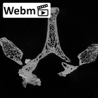 DV13-38 Homo sapiens thoracic vertebra third ct stack movie