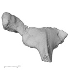 DV13-40 Homo sapiens thoracic vertebra fifth posterior