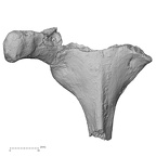 DV13-40 Homo sapiens thoracic vertebra fifth superior