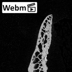 DV13-40 Homo sapiens thoracic vertebra fifth ct stack movie