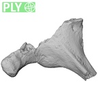 DV13-40 Homo sapiens thoracic vertebra fifth ply