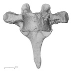 DV13-41 Homo sapiens thoracic vertebra sixth anterior
