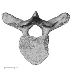 DV13-41 Homo sapiens thoracic vertebra sixth inferior