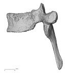 DV13-41 Homo sapiens thoracic vertebra sixth lateral