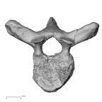 DV13-41 Homo sapiens thoracic vertebra sixth superior