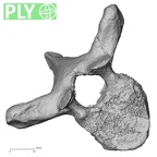 DV13-41 Homo sapiens thoracic vertebra sixth ply