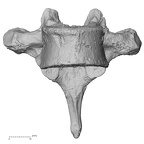 DV13-42 Homo sapiens thoracic vertebra seventh anterior