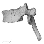 DV13-42 Homo sapiens thoracic vertebra seventh lateral